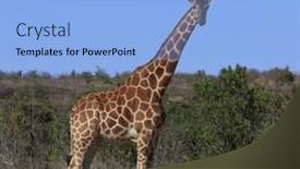  Presentation with kenya - Cool new presentation with wild-reticulated-giraffe-in-kenya backdrop and a light blue colored foreground