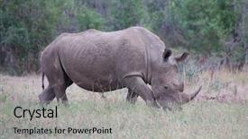  Presentation with kruger - PPT theme having wild rhino in kruger national background and a light gray colored foreground