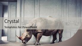  Presentation with luxury - Colorful presentation design enhanced with wild rhino in the luxury backdrop and a light gray colored foreground