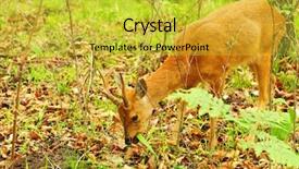  Presentation with roe and caviar - Colorful presentation theme enhanced with wild roe deer eating grass backdrop and a yellow colored foreground