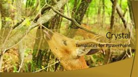  Presentation with bud - Presentation design with wild roe deer eating trees background and a gold colored foreground