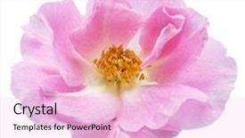  Presentation with wild flower - PPT theme consisting of wild rose file contains clipping background and a lemonade colored foreground