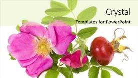  Presentation with white rose - Theme enhanced with wild rose hip close up background and a blonde colored foreground