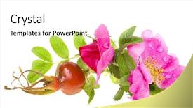  Presentation with hip - Slide deck consisting of wild rose hip rosa canina background and a white colored foreground
