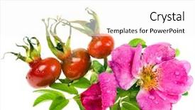  Presentation with water drops - Slide deck with wild rose hip with water background and a white colored foreground