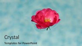  Presentation with blue rose - Audience pleasing PPT theme consisting of wild rose in blue water backdrop and a light blue colored foreground