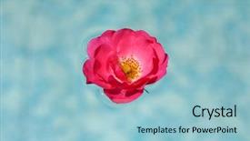  Presentation with blue rose - Colorful slides enhanced with wild rose in blue water backdrop and a light blue colored foreground