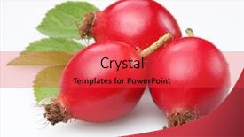  Presentation with white rose - Cool new PPT layouts with wild rose on a white backdrop and a red colored foreground