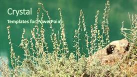  Presentation with sage - Theme featuring wild sage and yukon river background and a  colored foreground