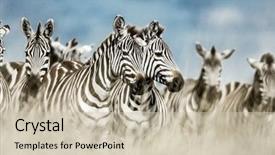  Presentation with serengeti africa - Beautiful PPT theme featuring wild savannah serengeti africa backdrop and a soft green colored foreground