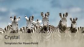  Presentation with serengeti africa - Slide deck enhanced with wild savannah serengeti africa background and a mint green colored foreground