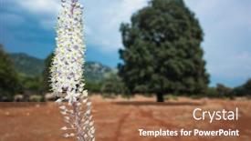  Presentation with wild flower - Theme having wild-sea-squill-flower-blooms background and a red colored foreground