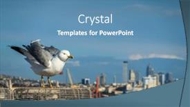  Presentation with seagull - Presentation design enhanced with wild-seagull-shaking-feathers background and a teal colored foreground