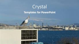  Presentation with seagull - Presentation theme consisting of wild-seagull-sitting-on-roof background and a teal colored foreground