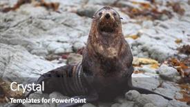  Presentation with black sea - PPT layouts consisting of wild seal at seal colony background and a dark gray colored foreground
