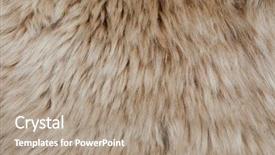  Presentation with sheep - PPT layouts having wild sheep - brown sheepskin fur texture background background and a coral colored foreground