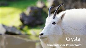  Presentation with rocky - Slides featuring wild sheep - head and neck of bearded background and a coral colored foreground