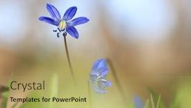 Presentation with flowers - Cool new PPT layouts with wild-sping-scilla-bifolia-flowers backdrop and a yellow colored foreground