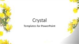  Presentation with flowers border - Presentation theme with wild spring gorse flowers forming a border over white background background and a white colored foreground