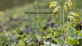  Presentation with czech republic - Presentation design consisting of wild-spring-primrose-northern-bohemia background and a  colored foreground