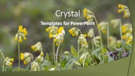  Presentation with czech republic - Theme having wild-spring-primrose-northern-bohemia background and a tawny brown colored foreground