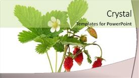 Presentation with strawberry - Presentation theme featuring wild strawberries plant background and a yellow colored foreground
