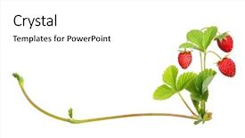  Presentation with strawberry - Audience pleasing presentation design consisting of wild strawberry isolated on white backdrop and a white colored foreground