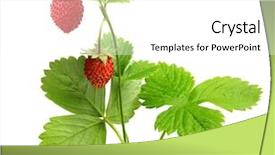  Presentation with strawberry - PPT theme consisting of wild strawberry isolated on white background and a white colored foreground