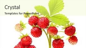  Presentation with strawberry - Colorful presentation theme enhanced with wild strawberry isolated on white backdrop and a blonde colored foreground