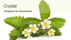  Presentation with wild flower - Beautiful PPT theme featuring wild strawberry plant in flower backdrop and a blonde colored foreground