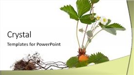  Presentation with root plant - Theme having wild strawberry plant with root background and a white colored foreground