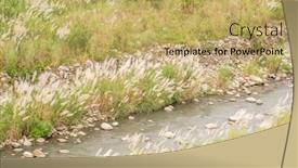  Presentation with white flowers - Slide set consisting of wild-sugarcane-grass-with-white background and a yellow colored foreground