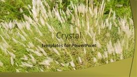  Presentation with white flowers - PPT theme having wild-sugarcane-grass-with-white background and a yellow colored foreground