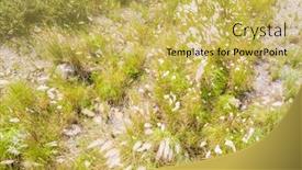  Presentation with white flowers - Audience pleasing slides consisting of wild-sugarcane-grass-with-white backdrop and a yellow colored foreground