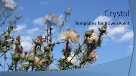 Presentation with thistle - PPT layouts consisting of wild-thistle-cotton-scotch-thistle background and a teal colored foreground