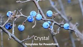  Presentation with thorn - Audience pleasing slide set consisting of wild-thorn-bush-branch backdrop and a dark gray colored foreground