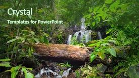  Presentation with tropical forest - Presentation enhanced with grass wood background nature - wild tropical forest green foliage background and a tawny brown colored foreground