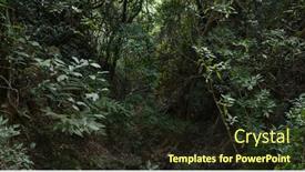  Presentation with tropical forest - PPT layouts consisting of wild-tropical-forest-hiking-trail background and a wine colored foreground