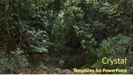  Presentation with tropical forest - Colorful slide set enhanced with wild-tropical-forest-hiking-trail backdrop and a tawny brown colored foreground