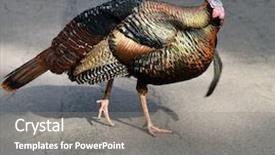  Presentation with urban - Audience pleasing presentation consisting of wild turkey in urban environment backdrop and a gray colored foreground
