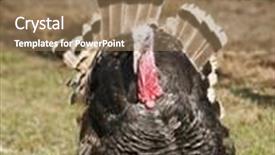  Presentation with turkey - Slides enhanced with wild-turkey-meleagris-gallopavo background and a coral colored foreground