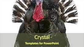  Presentation with turkey - Slides featuring wild turkey meleagris gallopavo background and a tawny brown colored foreground