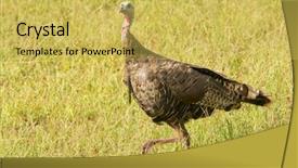  Presentation with meadow - Cool new presentation theme with wild turkey on a sunny meadow backdrop and a yellow colored foreground