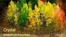  Presentation with fall colors - Slide set consisting of wild turkeys golden red leaves background and a  colored foreground