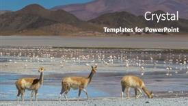  Presentation with america - Theme having wild-vicunas-in-bolivia-south and a dark gray colored foreground