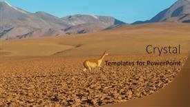  Presentation with america - PPT theme enhanced with wild-vicunas-in-bolivia-south and a coral colored foreground