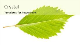  Presentation with vine - Beautiful theme featuring wild-vine-leaf-isolated backdrop and a blonde colored foreground