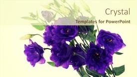  Presentation with flowers - Slide set enhanced with wild-violet-flowers-close-up background and a cream colored foreground