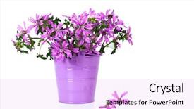  Presentation with wild flower in field of daisies - Amazing slide set having wild violet flowers in bucket backdrop and a lavender colored foreground