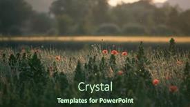  Presentation with remembrance day - PPT layouts with wild-vivid-poppy-field background and a tawny brown colored foreground